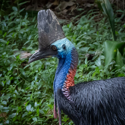 Etty Bay Beach - Cassowary