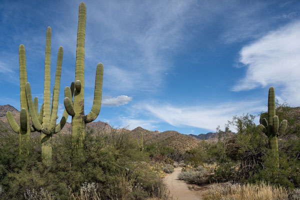 Sabino Canyon