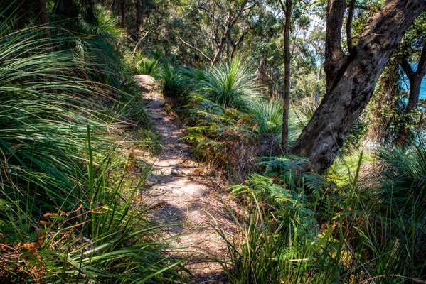 Mackarel Track zum Resolute Beach, Kuring-gai National Park