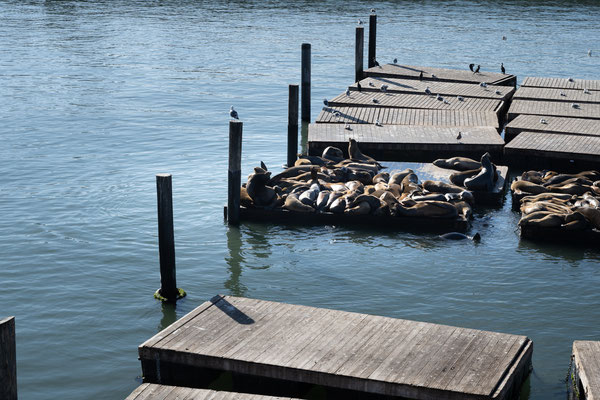 Fisherman's Wharf, San Francisco - Pier 39