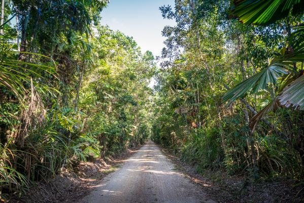Strasse durch den Djiru National Park direkt bei Mission Beach