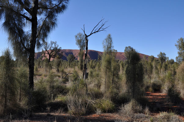 mit dem Auto um den Uluru