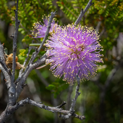 die Wildblumen im Kalbarri Nationalpark
