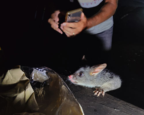 Jarrahndene Campground, Leeuwin-Naturaliste Nationalpark - das FRECHE Possum