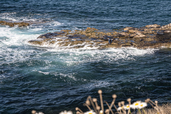La Jolla, San Diego