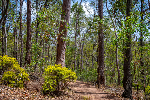Mount Coot-tha Summit Track - Wo ist der Koala?