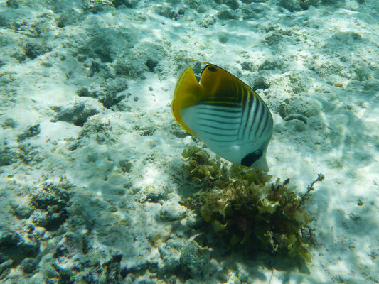 Schnorcheln an der 'Anse Source d'Argent' 