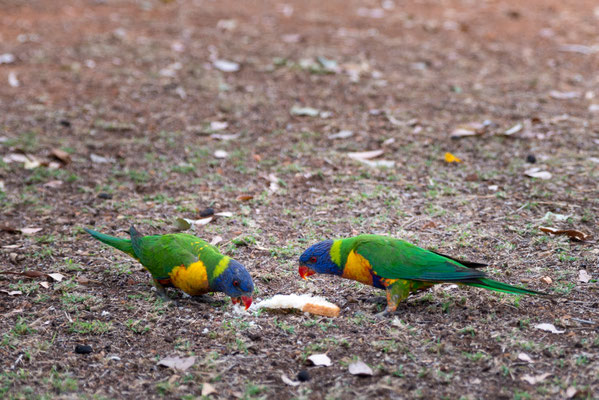 Gemseeker Caravan Park - viele Tiere hat es hier!
