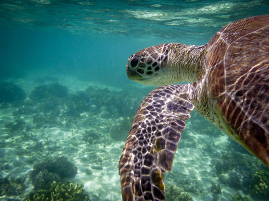 Schnorchel-Tour mit 'Ocean Safari', Cape Tribulation