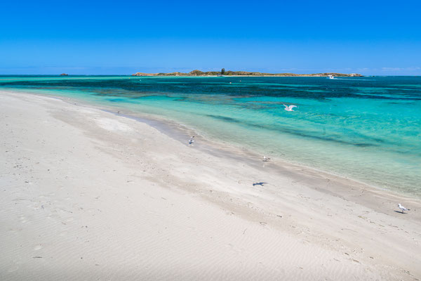 Penguin Island, Rockingham - Shoalwater Foreshore