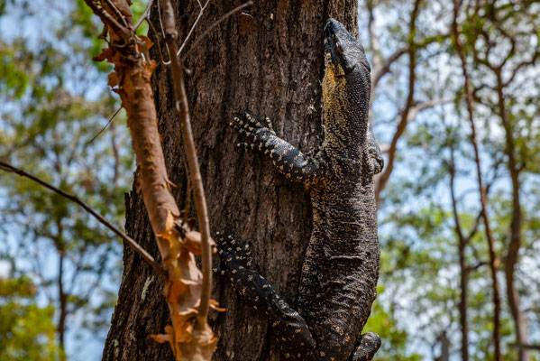 Mount Coot-tha Summit Track - der Goanna vertraut auf seine Tarnung