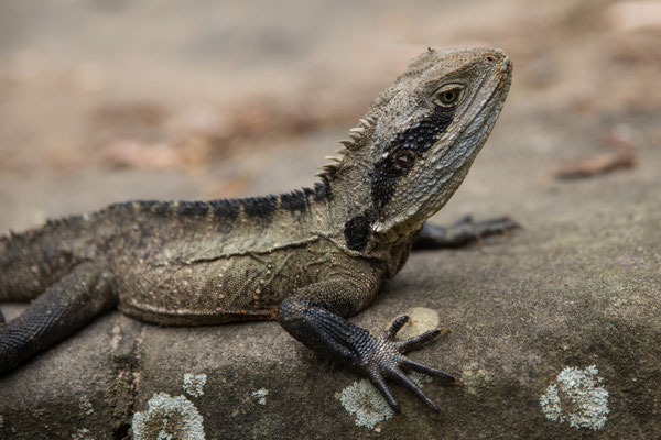 Breadleys Head (Sydney Harbour NP) - Water Dragon