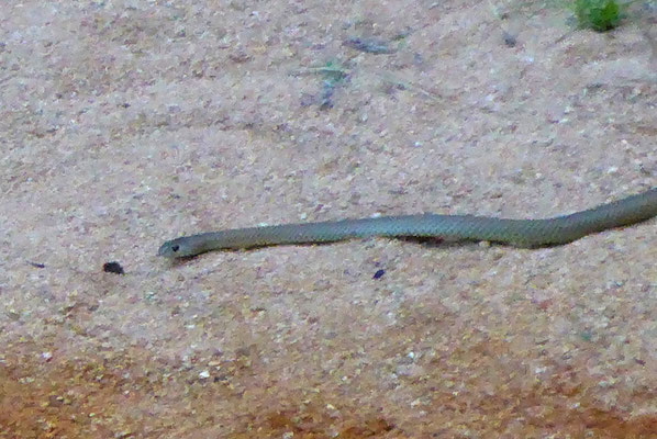 Brown Snake