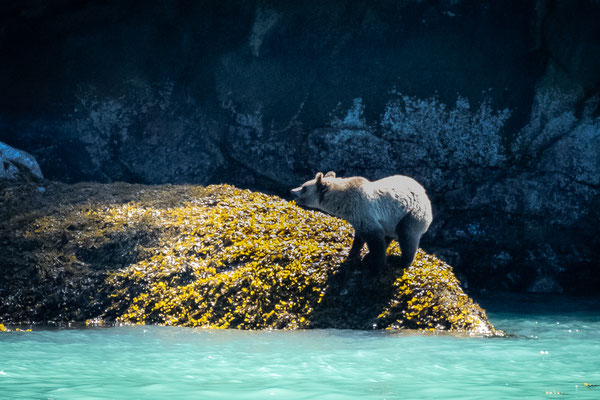 Port McNeill/Knight Inlet - Grizzly Tour mit 'Sea Wolf Adventures' - Grizzly-Sichtung