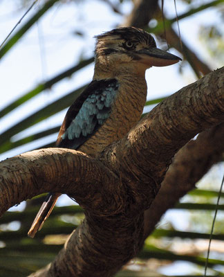 Kookaburra!