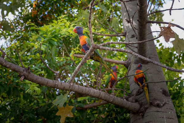 Gemseeker Caravan Park - viele Tiere hat es hier!