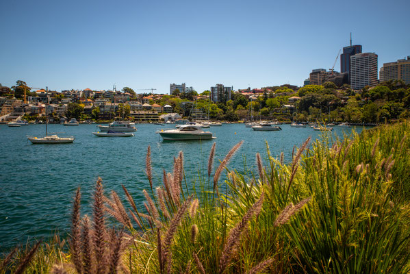 Lavender Bay