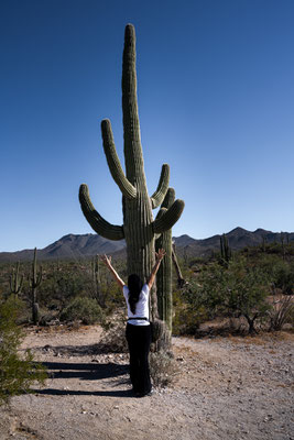 Saguaro National Park West - Signal Hill, Cactus Wren Trail