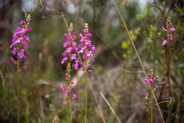 Flora im Blue Mountains National Park 