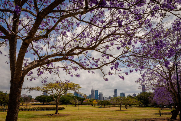 New Fam Park - Jacaranda Trees und Skyline