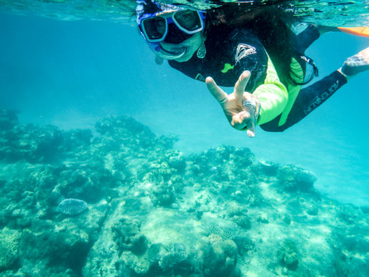 Schnorchel-Tour mit 'Ocean Safari', Cape Tribulation