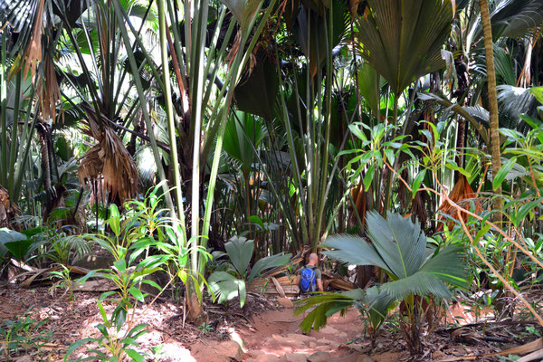 Valle de Mai