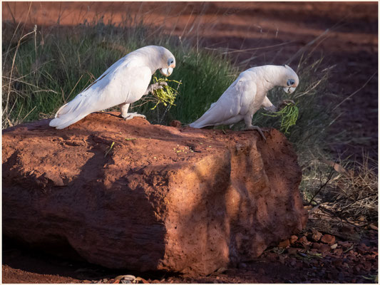 Karijini Eco Retreat, Karijini Nationalpark - Nacktaugenkakadus