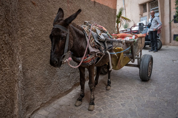 in den Souks - Esel mit Wagen