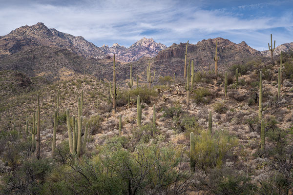 Sabino Canyon - Rattlesnake Trail