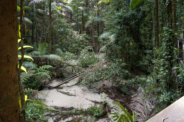 Fraser Island - Wanggoolba Creek Walk