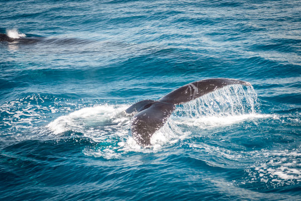 Whale Watching in Brisbane