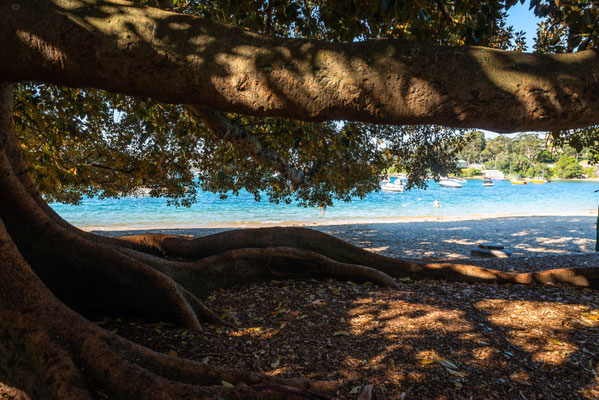 Balmoral Beach - imposante Bäume am Strand