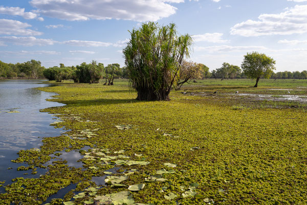 Yellow Water Lagoon, Kakadu Nationalpark