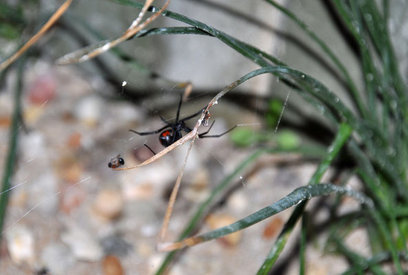 ... Redback!