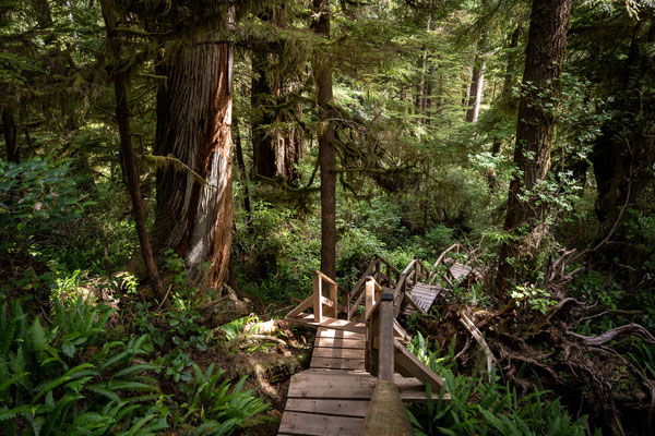 Rainforest Figure Eight Loop, Pacific Rim Nationalpark