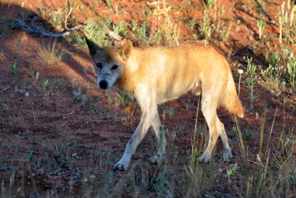 Ein Dingo auf dem Weg zum Canyon