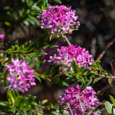 die Wildblumen im Kalbarri Nationalpark