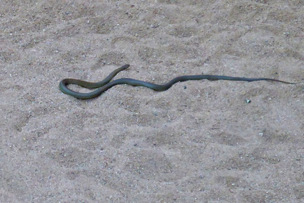 giftige Brown Snake in der Redbank Gorge