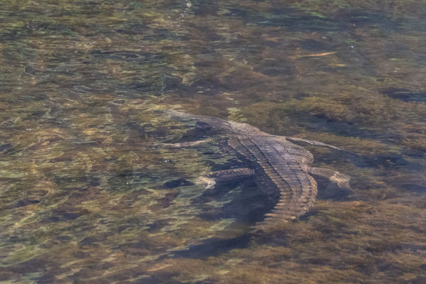 Windjana Gorge Nationalpark - der Lennard River mit einem Süsswasserkrokodil
