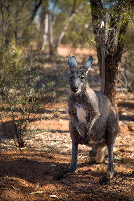 Koroit