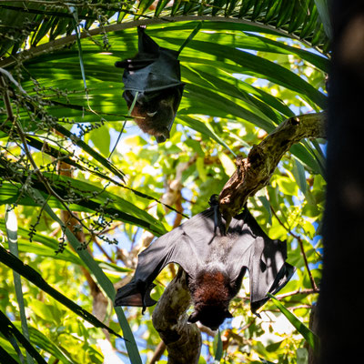 Litchfield Nationalpark - Flughunde bei den Wangi Falls
