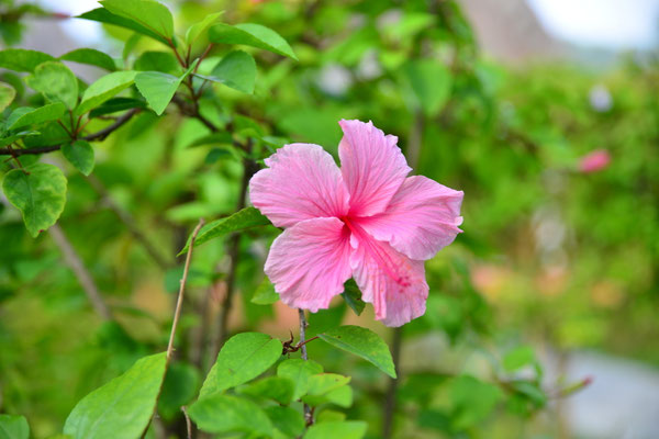 ... überall Hibiscus!