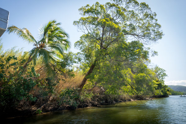 Solar Whisperer Daintree River Crocodile Tour