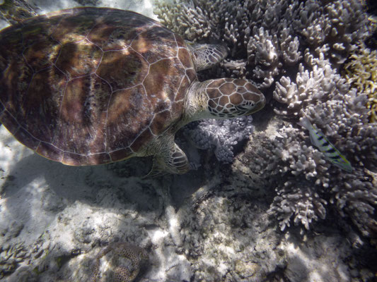 Schnorchel-Tour mit 'Ocean Safari', Cape Tribulation