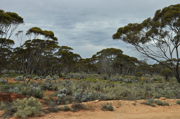 Auf dem Eyre Highway