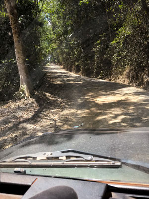 Bloomfield Track zurück nach Cape Tribulation