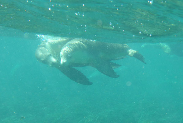 Schnorcheln mit Seelöwen, Baird Bay