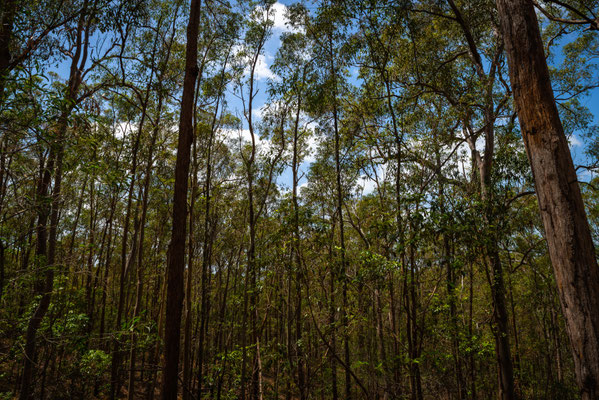 Mount Coot-tha Summit Track - Wo ist der Koala?