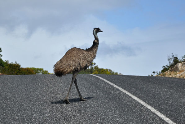 Coffin Bay National Park - Emu