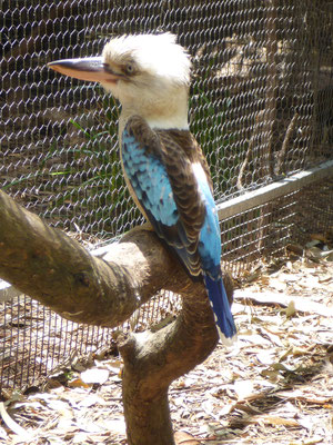 Featherdale Wildlife Park, Blue Winged Kookaburra (Lachender Hans)